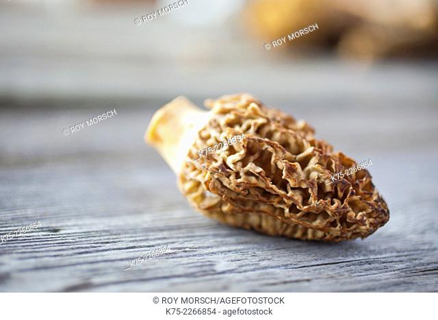 Morel edible mushroom, morchella