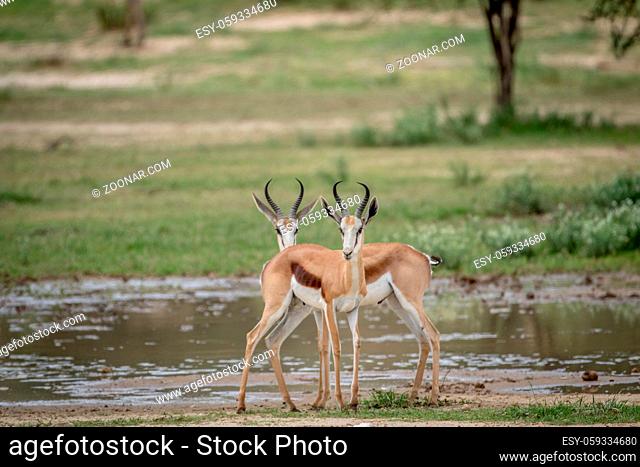 Two Springboks starring at the camera in the Kalagadi Transfrontier Park, South Africa