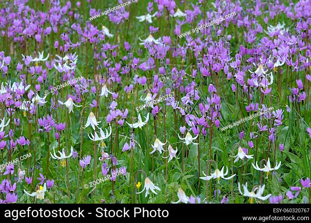 Cowichan Garry Oak Preserve wildflower meadow, Cowichan Valley, Vancouver Island, British Columbia