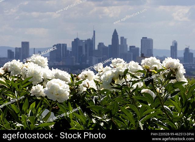 28 May 2022, Hessen, Bad Soden: White peonies glow in the sunshine in front of the Frankfurt skyline, taken in the Taunus town of Bad Soden