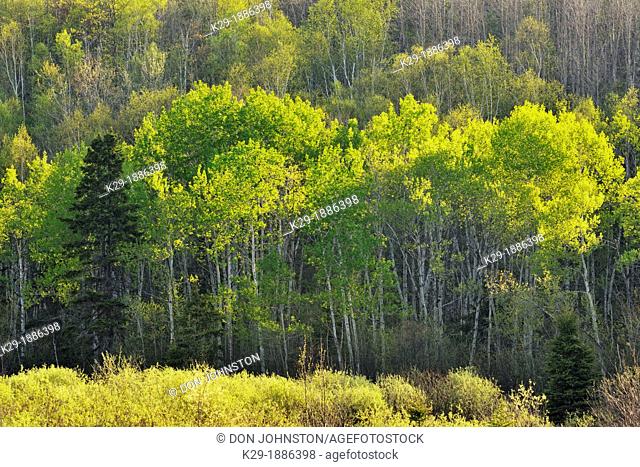 A hillside of birch, aspen and spruce trees, Greater Sudbury lively, Ontario, Canada