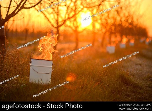 27 April 2021, Saxony-Anhalt, Sülzetal: Countless antifreeze candles burn under already withered apricot trees. In the early morning