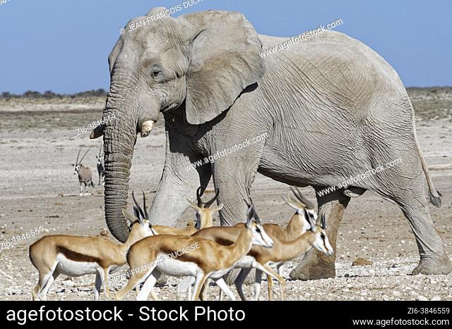 African bush elephant (Loxodonta africana), adult male walking towards the waterhole, herd of springboks (Antidorcas marsupialis) walking in front