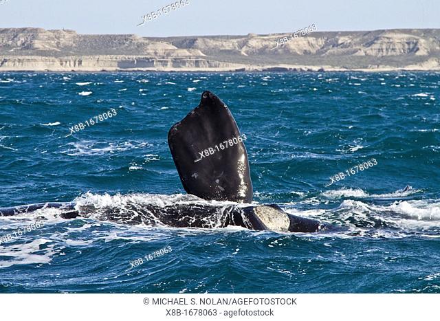Southern right whale Eubalaena australis mother on her side to nurse her calf in Puerto Pyramides, Golfo Nuevo, Peninsula Valdez, Argentina