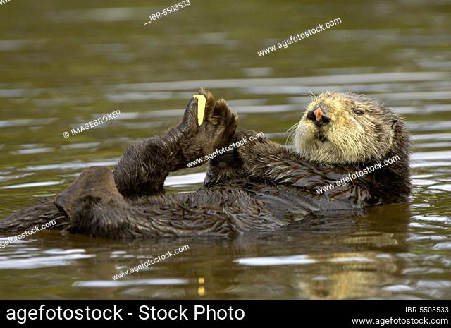 Sea otter (Enhydra lutris), otter, marten, predators, mammals, animals, Sea otter adult resting on water, showing foot tag, Monterey, utricularia ochroleuca (U