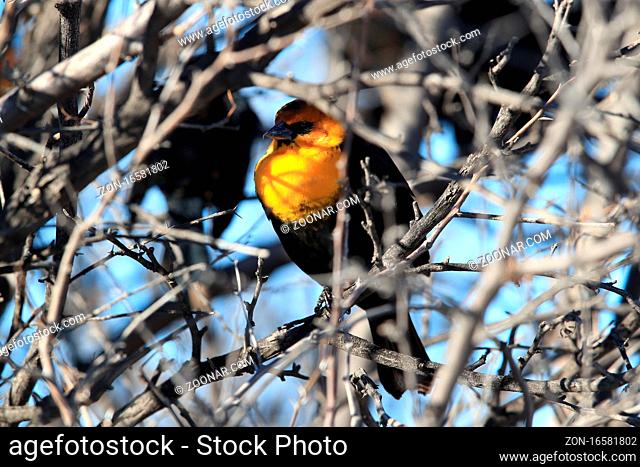 yellow-headed blackbird (Xanthocephalus xanthocephalus) Bosque del Apache New Mexico USA