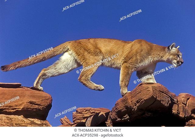 Cougar Puma concolor couguar travels over sandstone rocks, autumn, near Canyonlands National Park, Utah, U.S.A