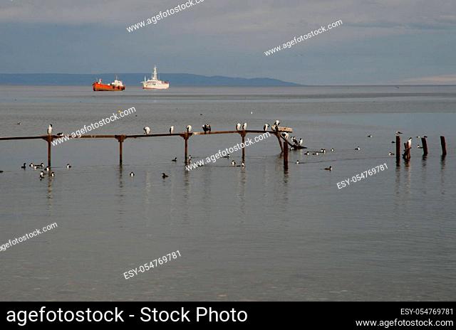 Jetty with imperial shags Leucocarbo atriceps and ships in the background. Punta Arenas. Magallanes Province. Magallanes and Chilean Antarctic Region