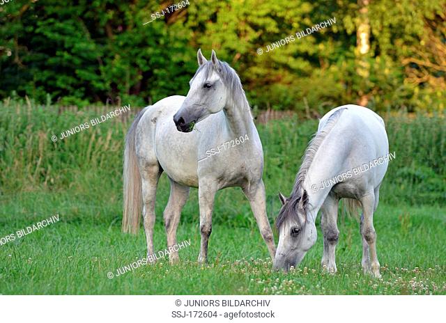 Lipizzan Horse. Two mares on a meadow