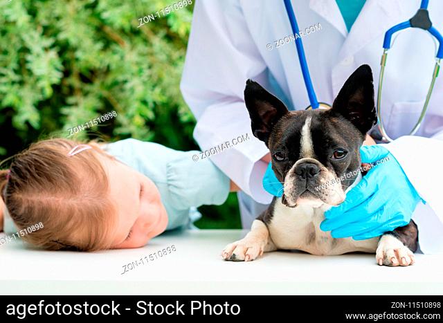 A veterinarian examining a little Boston Terrier dog in the presence of a young girl owner