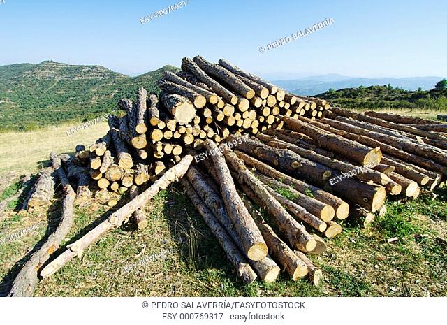 group of pine logs cut