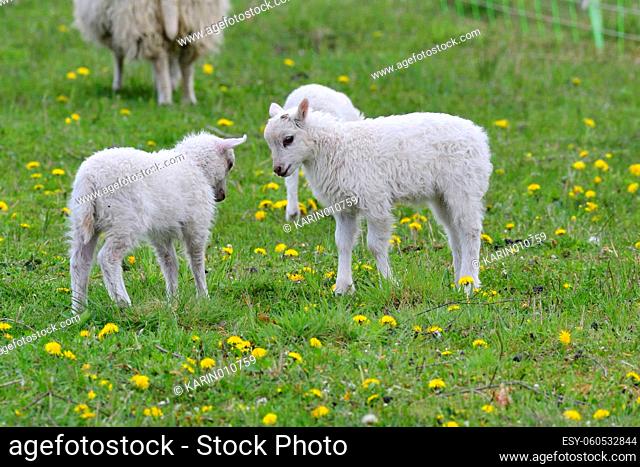 Skudde with lamb on a meadow