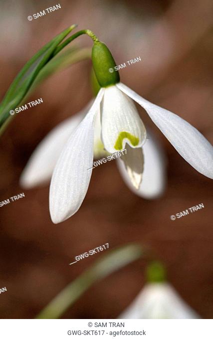 GALANTHUS 'THE APOTHECARY'
