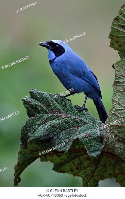 Turquoise Jay Cyanolyca turcosa perched on a branch in Ecuador