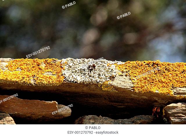 yellow and white moss macro