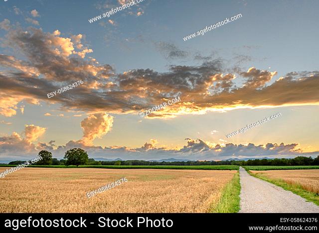 Cereal field in the French countryside