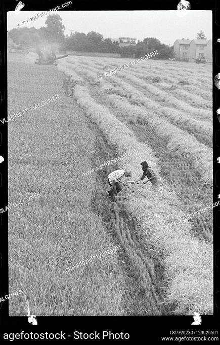 ***AUGUST 1st, 1977, FILE PHOTO*** Harvest work in Olomouc, 1 August 1977. The student workers are carefully checking the harvest losses behind each combine...