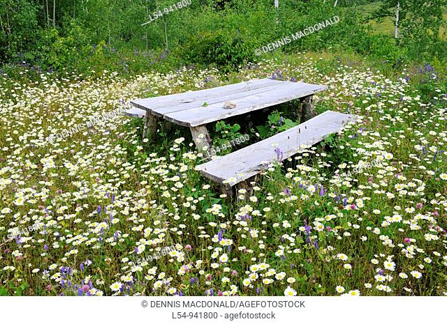 Picnic table surrounded by field of wildflowers near Dorion and Ouimet Ontario Canada