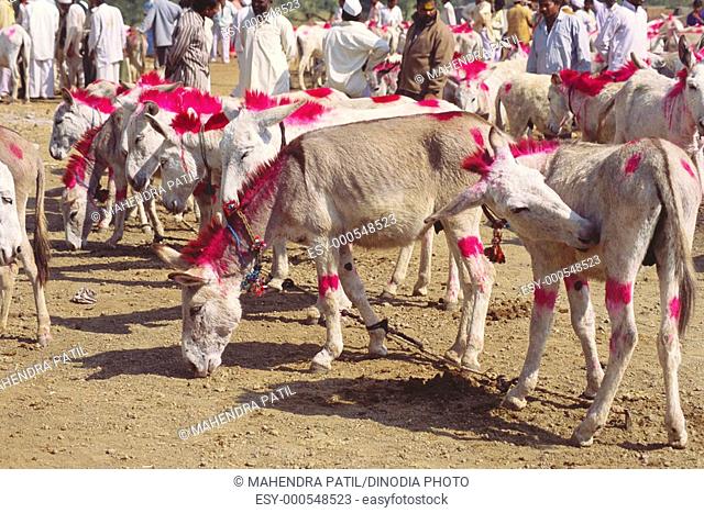 Donkeys for sale , Jejuri , Maharashtra , India