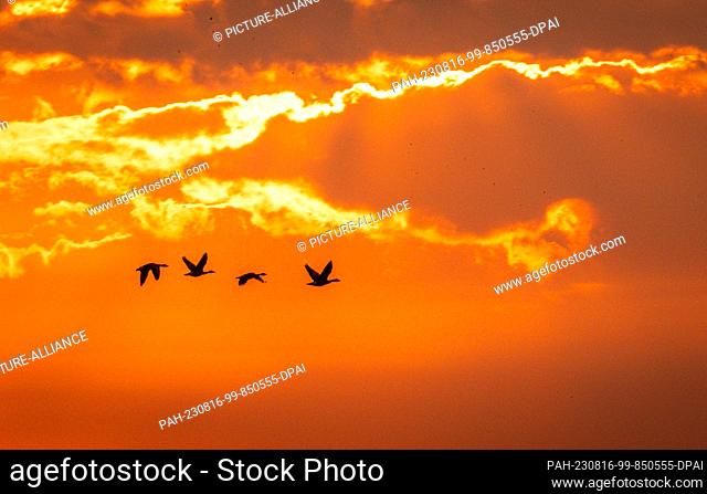16 August 2023, Mecklenburg-Western Pomerania, Friedrichsmoor: Four swans fly across the Lewitz nature reserve south of Schwerin against a sky colored...