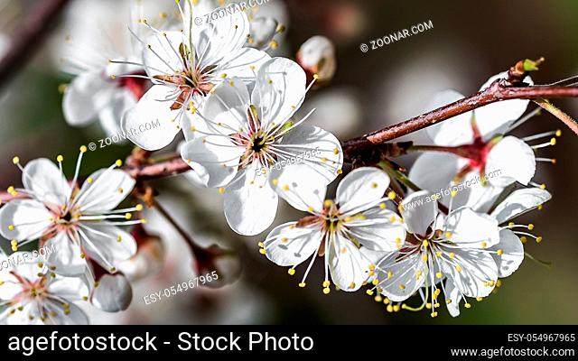 Cherry tree branch with blossoming flowers - close up