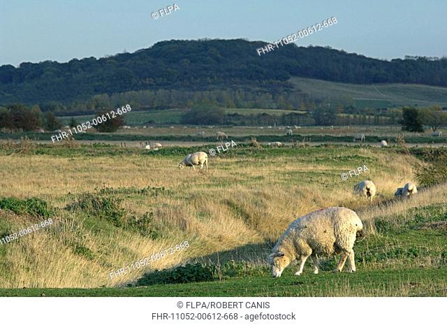 Domestic Sheep, flock grazing on coastal marsh habitat, Northward Hill RSPB Reserve in distance, Kent, England, autumn