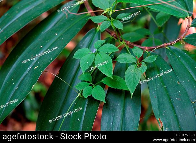 Leaves in the wild, tropical