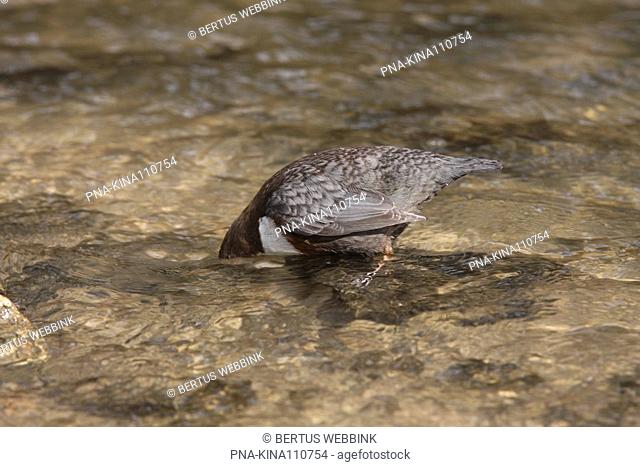 Red-bellied Dipper Cinclus cinclus aquaticus - Osnabruck, Lower Saxony, Germany, Europe