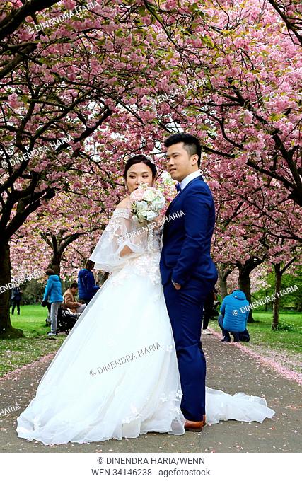 A Bride and Groom poses with cherry blossom in Greenwich Park Featuring: Atmosphere, View Where: London, United Kingdom When: 01 May 2018 Credit: Dinendra...