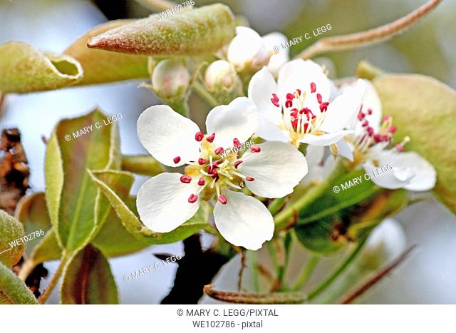 Cluster of apricot blossom