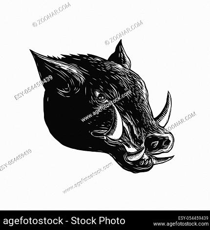Scratchboard style illustration of a Razorback , Wild Boar, hog or pig head viewed from side done on scraperboard on isolated background