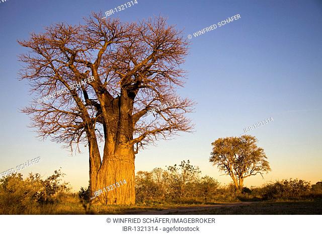 African Baobab (Adansonia digitata), Botswana, Africa