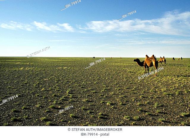 Grazing Bactrian Camels in wide open barren steppe near Bayanzag Mongolia