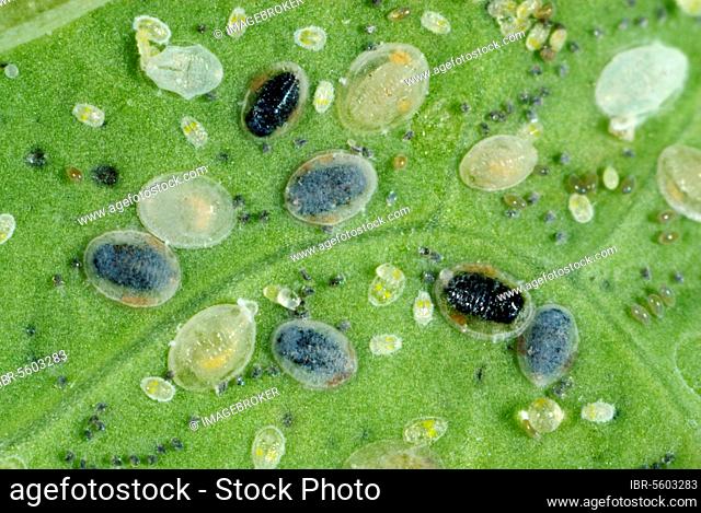 Cabbage moth scale insect, Cabbage moth scale insect, Cabbage moth scale insect, Whitefly, Whiteflies, Other animals, Insects, Animals, Plant lice