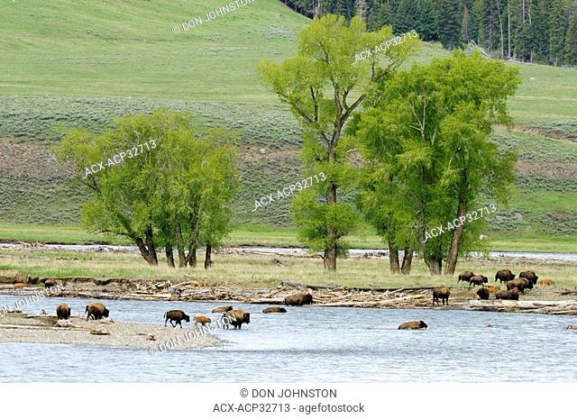 American bison Bison bison Herd fording Lamar River. Yellowstone National Park, Wyoming, United States of America