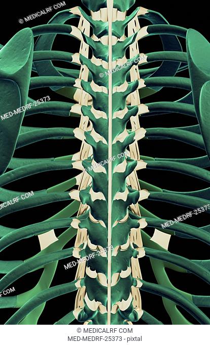 The ligaments of the thoracic vertebrae