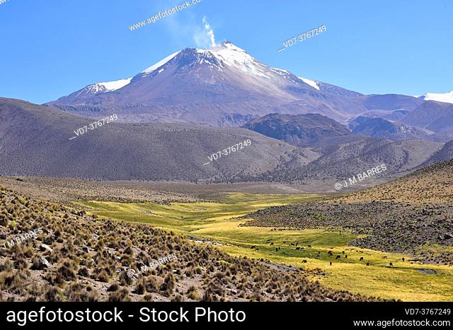 Guallatiri Volcano with fumaroles. In the foreground paja brava (Festuca orthophylla) and llamas (Lama glama). Lauca National Park, Norte Grande de Chile