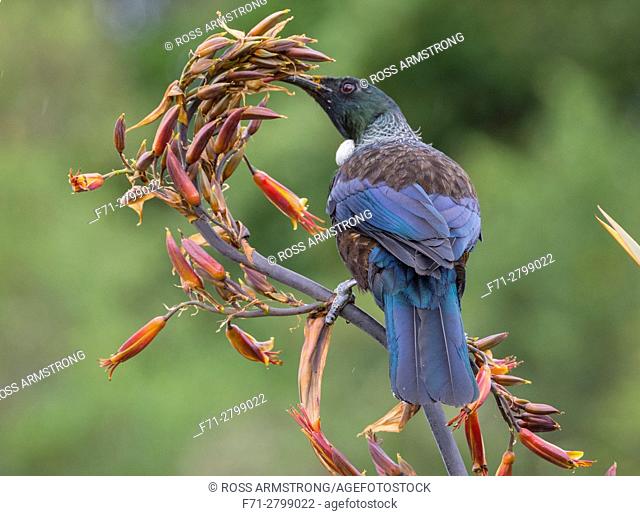 A tui (Prosthemadera novaeseelandiae) is an endemic passerine bird of New Zealand feeding on a flax plant. Whangarei, Northland, New Zealand