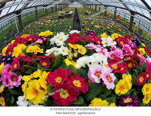 A blossoming primroses grow in a greenhouse of gardening company Fontana Gartenbau GmbH in Manschnow, Germany, 9 February 2015