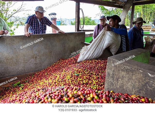 Supervisor observes how workers unload coffee beans collected in a pool to process them in the plantation