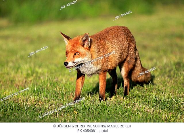 Red Fox (Vulpes vulpes), adult, alert, Surrey, England, United Kingdom