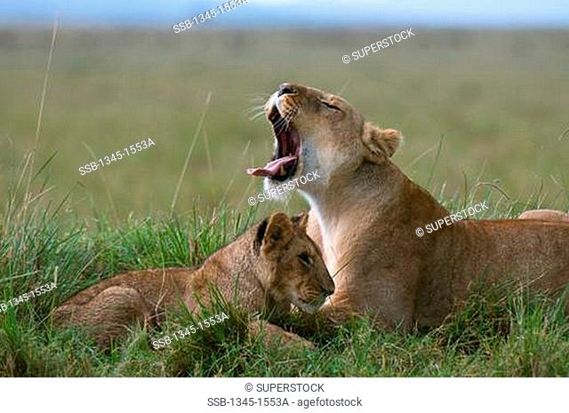 Lioness Panthera leo yawning in a forest with its cub, Masai Mara National Reserve, Kenya