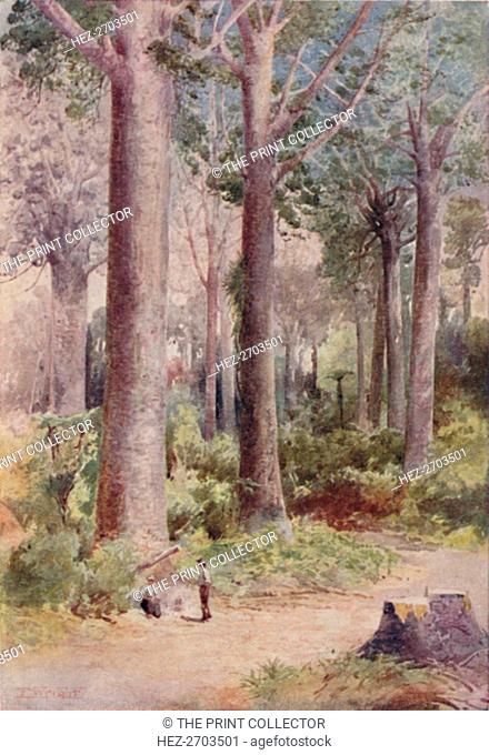 'A Kauri Forest', 1923. Creator: Unknown