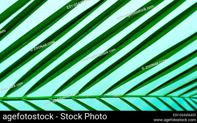 Palm leaves close up on pastel blue background. Tropical palm leaves top view or flat lay. Copy space for text or design. Horizontal banner