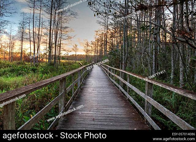 Sunset golden sky over the bare trees and boardwalk at Corkscrew Sanctuary Swamp in Naples, Florida
