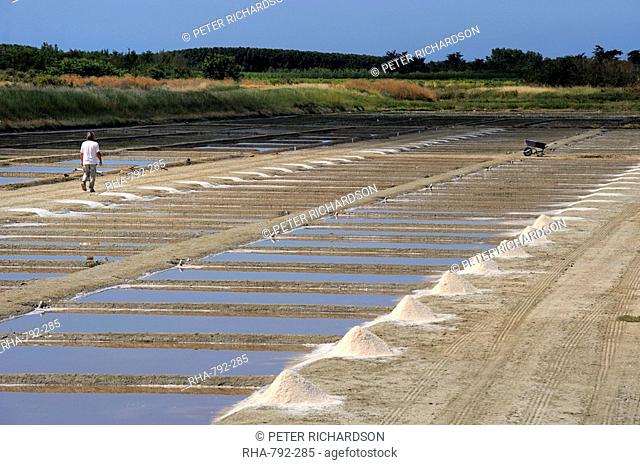 Collecting salt in salt pans, Ars-en-Re, Ile de Re, Charente Maritime, France, Europe