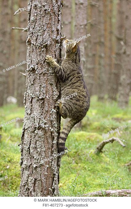 Scottish Wildcat (Felis silvestris) adult male climbing pine tree, Scotland, UK