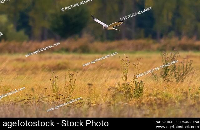 29 October 2023, Brandenburg, Grossbeeren: 19.06.2023, Diedersdorf. A male hen harrier (Circus cyaneus) flies over a natural meadow in Diedersdorf, Brandenburg