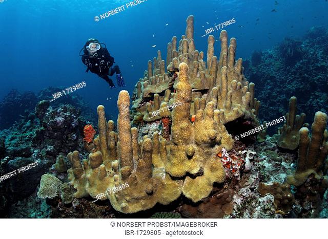 Scuba diver observing Pillar Coral (Dendrogyra cylindrus), Saint Lucia, Windward Islands, Lesser Antilles, Caribbean Sea