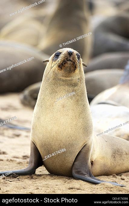 Cape Fur Seal (Arctocephalus pusillus). Cape Cross Seal Reserve, Skeleton Coast, Dorob National Park, Namibia
